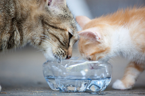 Does Hard Water Affect Your Pets? | Atlantic Blue Water Center